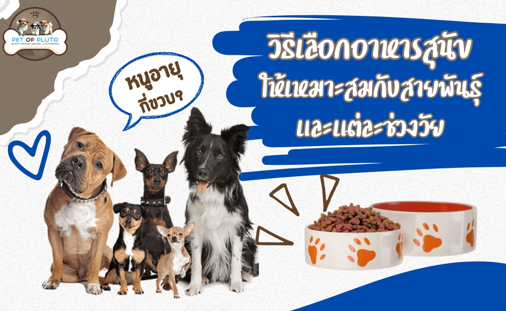 วิธีเลือกอาหารสุนัข